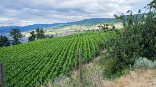 Naramata Bench vineyards